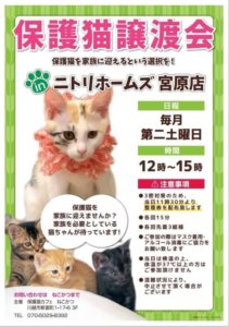 保護猫譲渡会 @ ニトリホームズ宮原店 | さいたま市 | 埼玉県 | 日本