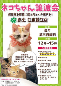 保護猫譲渡会 @ 島忠江東猿江店 | 東京都 | 日本