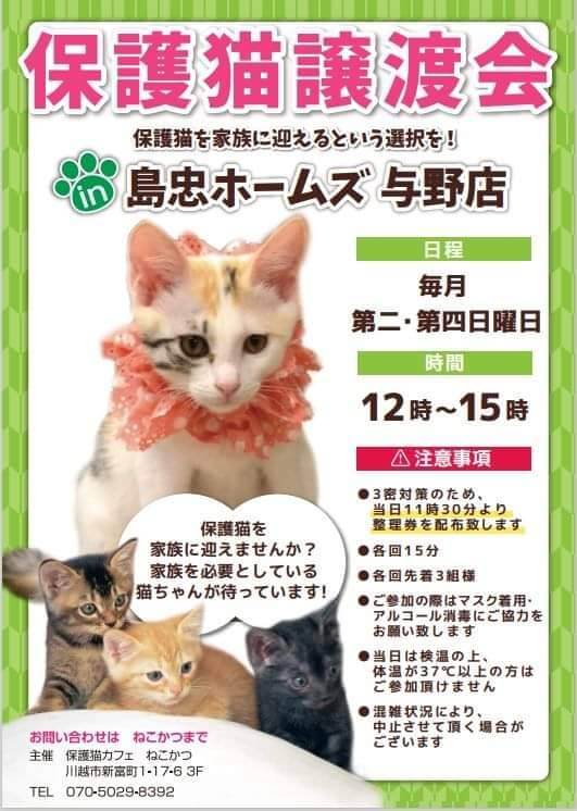 ●保護猫譲渡会 @ 島忠ホームズ与野店 | さいたま市 | 埼玉県 | 日本