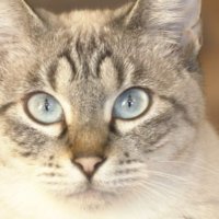 水色の目の猫