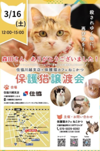 保護猫譲渡会 @ 住協川越支店 | 川越市 | 埼玉県 | 日本